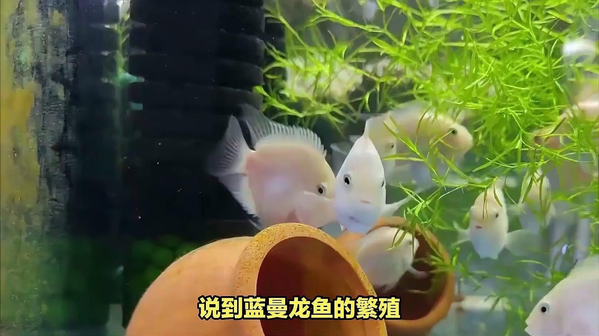 曼龍魚繁殖時需要哪些條件？