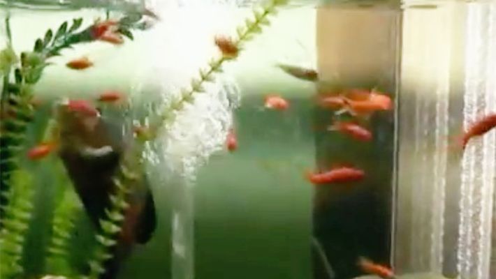 龍魚飼料能喂金魚嗎視頻播放：龍魚飼料能喂金魚嗎