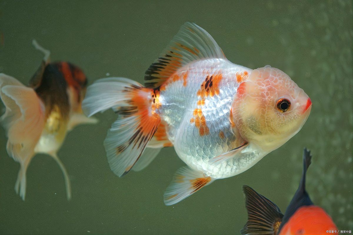 如何辨別真假帝龍漁場紅龍？