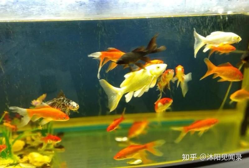 紅龍魚換水時(shí)需要洗棉嗎？