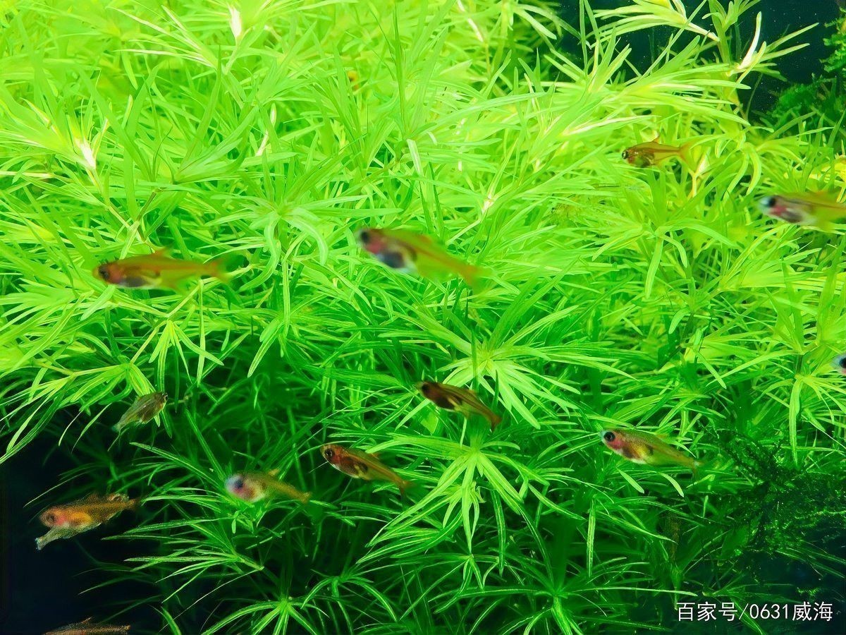 紅龍魚換水時(shí)需要洗棉嗎？