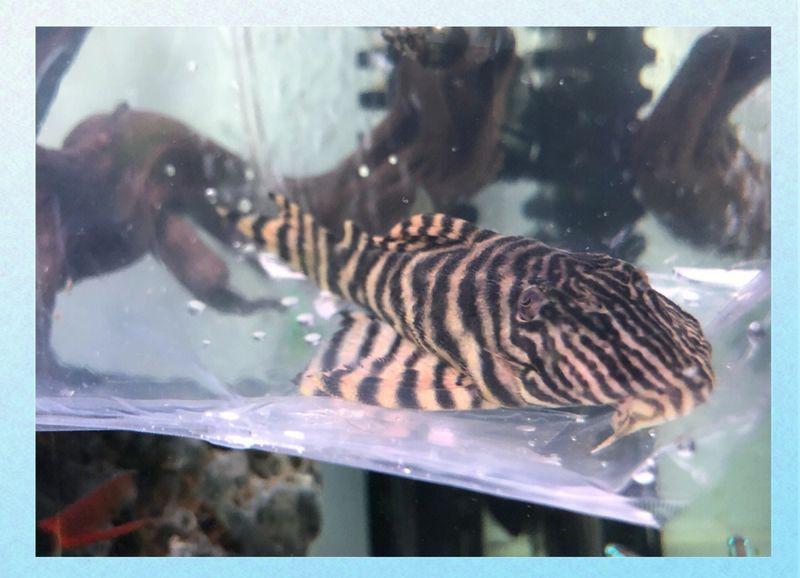 金鉆異形魚好養嗎