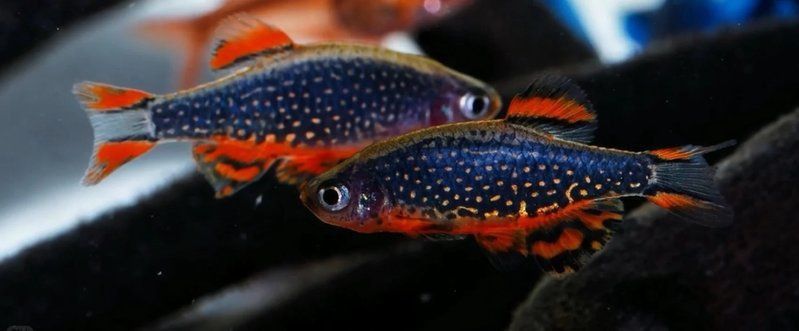 金鉆異形魚好養嗎