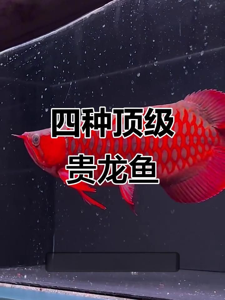 銀龍魚最貴的三個品種