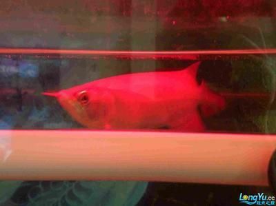 飼養紅龍魚用什么燈管：飼養紅龍魚時燈光的選擇對紅龍魚的顏色和健康有著重要的影響
