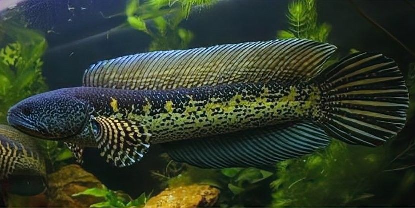 雷龍魚群養(yǎng)還是單養(yǎng)