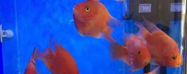 發財魚可以和金龍魚混養嗎：發財魚和金龍魚可以與金龍魚混養嗎