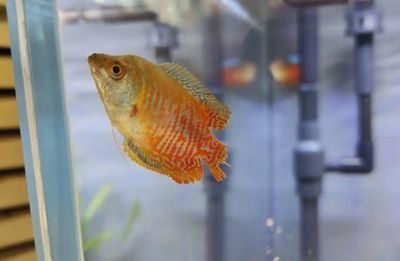 發財魚可以和金龍魚混養嗎：發財魚和金龍魚可以與金龍魚混養嗎