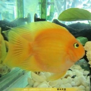 發財魚可以和金龍魚混養嗎：發財魚和金龍魚可以與金龍魚混養嗎