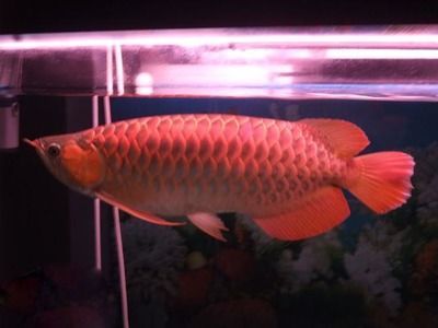 紅龍魚缺氧多久會死：紅龍魚缺氧12小時后會死亡，養魚者必須關注水質和溶氧狀況