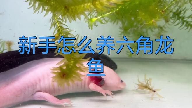 六角金龍龍魚怎么養(yǎng)