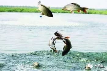 金龍魚在魚缸里能長多大：金龍魚在魚缸里的生長大小受到什么影響？
