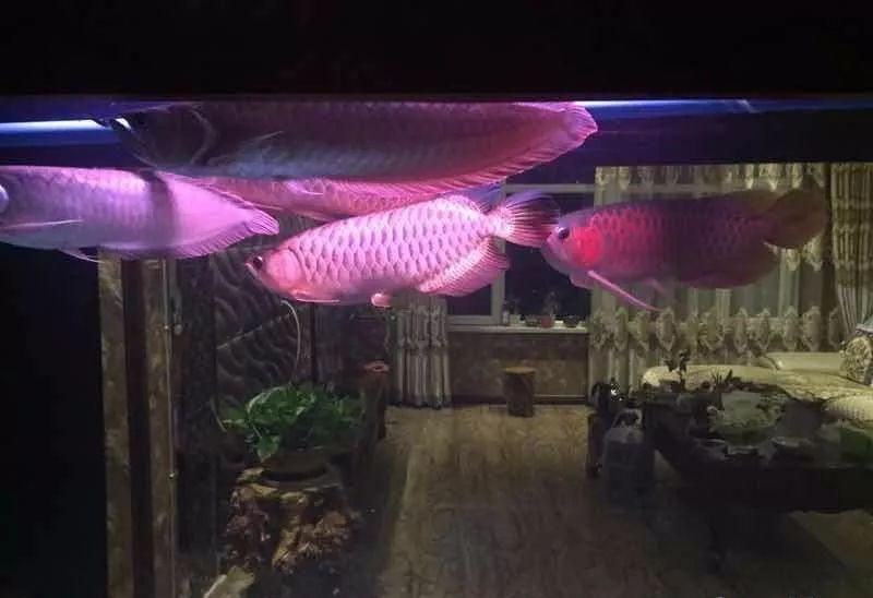 龍魚不開燈可以嗎：龍魚在夜間不開燈的時間和方式合理安排開燈時間和方式