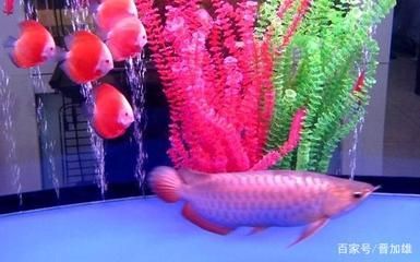金龍魚承受最高溫度：養(yǎng)金龍魚的注意事項(xiàng)