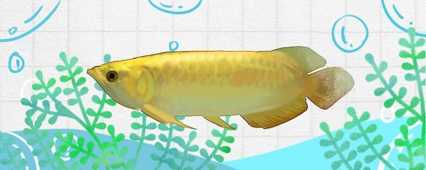 金龍魚喂小魚怕刺傷嗎：金龍魚喂小魚怕刺傷嗎金龍魚喂小魚怕刺傷嗎