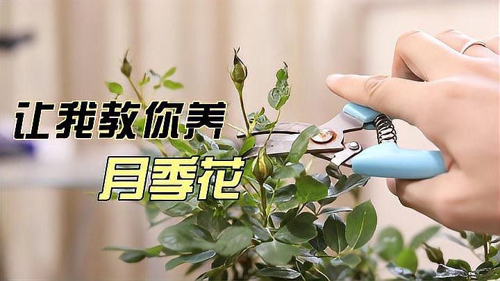 紅龍月季需要多大的陽臺？