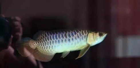 金龍魚發(fā)色過程：金龍魚發(fā)色的過程及其生物學(xué)意義