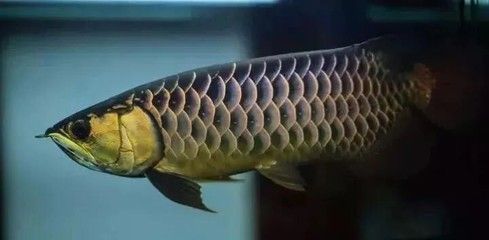 金龍魚發色過程：金龍魚發色的過程及其生物學意義