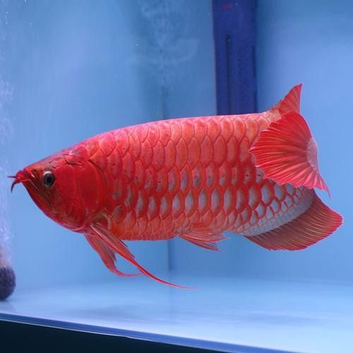 高背金龍魚多少錢一只圖片