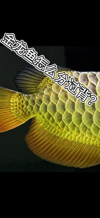 高背金龍魚多少錢一只圖片
