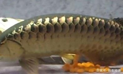 金龍魚幼苗吃什么飼料長得快：金龍魚幼苗的飼料選擇應多樣化金龍魚幼苗飼料及其優點