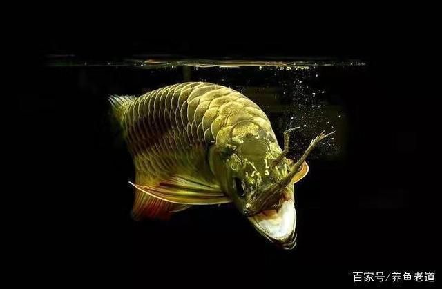龍魚為什么那么兇呢（如何改善龍魚飼養環境，龍魚混養注意事項有哪些）
