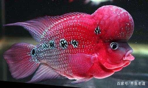 龍魚為什么那么兇呢（如何改善龍魚飼養環境，龍魚混養注意事項有哪些）