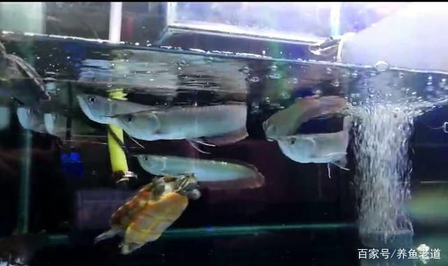 龍魚為什么那么兇呢（如何改善龍魚飼養環境，龍魚混養注意事項有哪些）