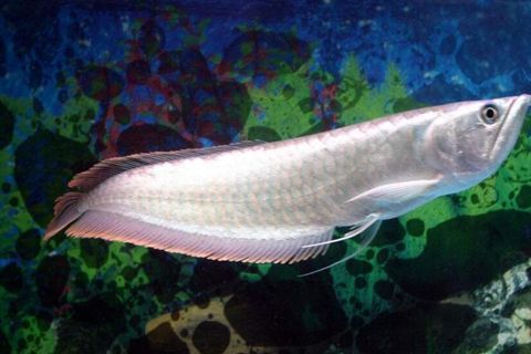銀龍魚長白點（銀龍魚身上出現白點怎么辦）