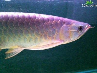 家養銀龍魚幾條最好養活（家養銀龍魚的最佳數量是一條）