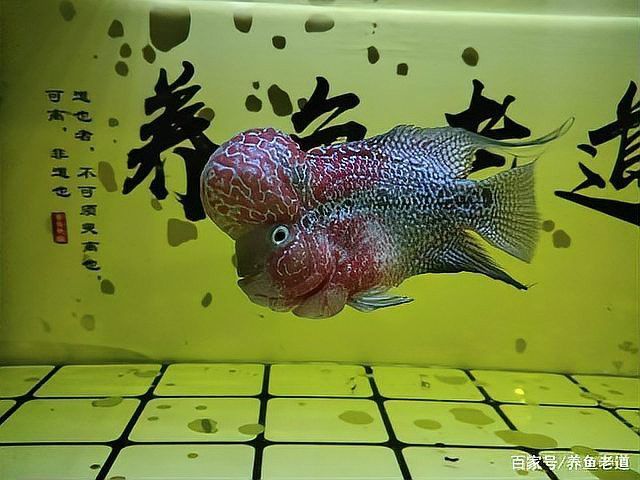 金龍魚可以幾天不喂？