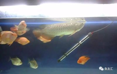 新入缸的龍魚不吃食：新入缸的龍魚不吃食可能是由于多種原因引起的，解決方案