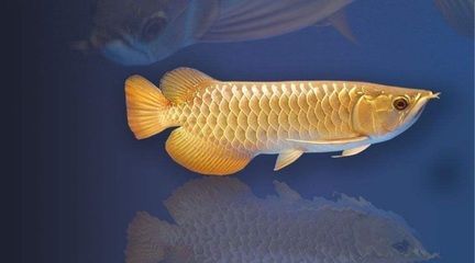 龍魚和銀龍魚的區別是什么：龍魚和銀龍魚在外觀、生活習性、飼養條件等方面存在區別