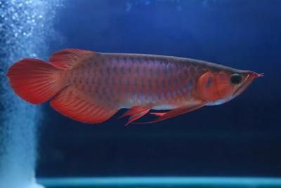 龍魚長寄生蟲可以開沖浪泵嗎：沖浪泵的功效和龍魚寄生蟲的處理