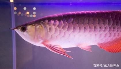 金龍魚水質ph值：金龍魚水質ph值范圍是多少