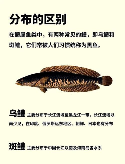 烏魚跟龍魚的區別是什么