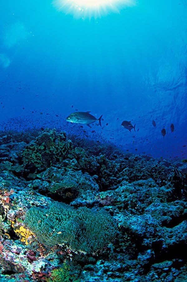 烏魚跟龍魚的區別是什么