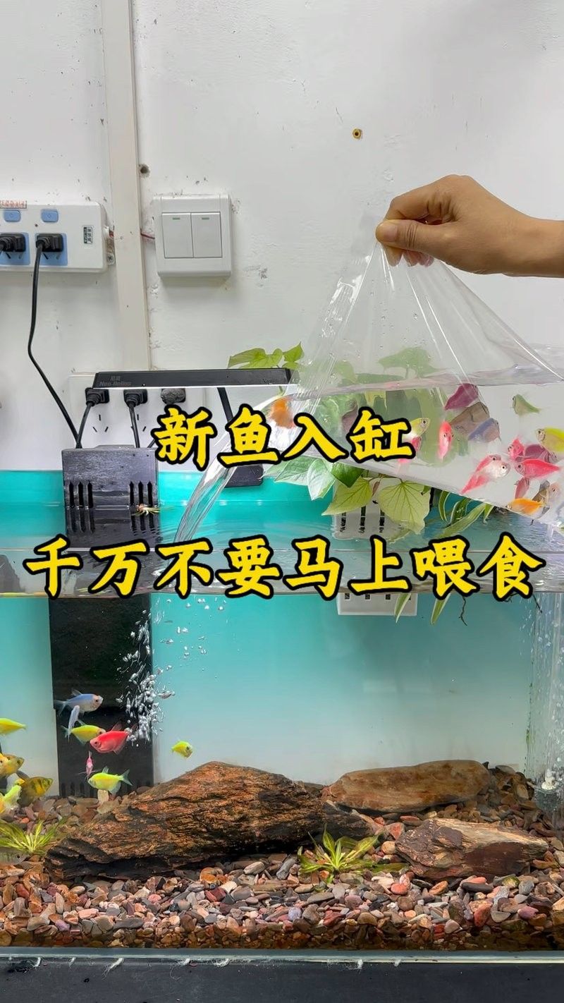 龍魚過溫多久可以喂食