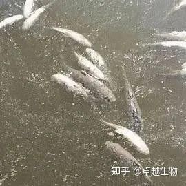 銀龍魚水霉病多久會死？