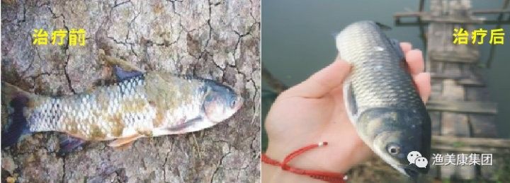 銀龍魚水霉病多久會死？