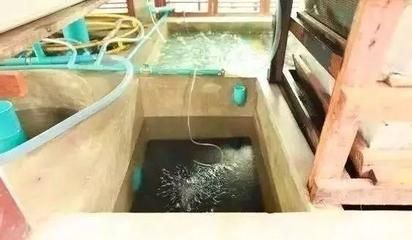 養龍魚要怎樣調水質呢：養龍魚如何調水質