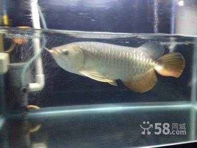 汕頭地區有龍魚的市場嗎（汕頭地區有龍魚市場嗎？）