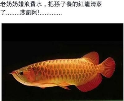 買紅龍魚的日記三年級（三年級關于買紅龍魚的日記：以下是一篇三年級關于買紅龍魚的日記）