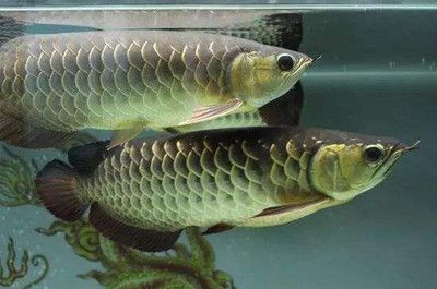 龍魚浮上水面呼吸的原因（龍魚浮上水面呼吸是怎么回事？）