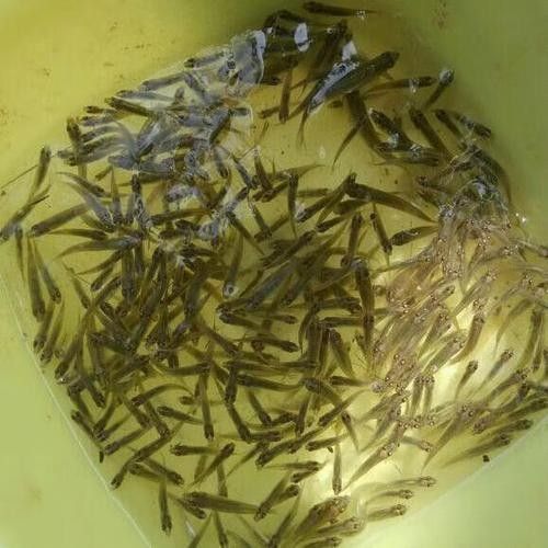 龍魚幼苗開口餌料有哪些選擇？