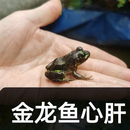 龍魚幼苗開口餌料有哪些選擇？