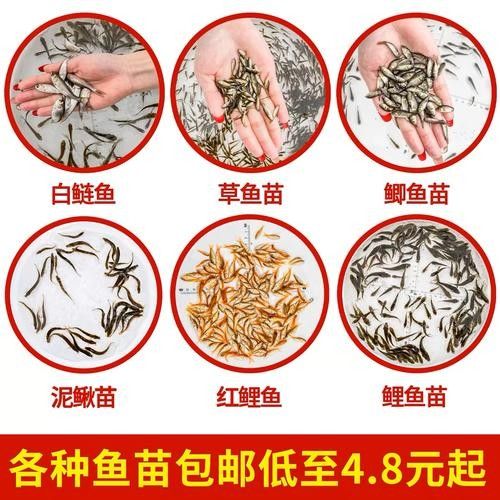 龍魚幼苗開口餌料有哪些選擇？