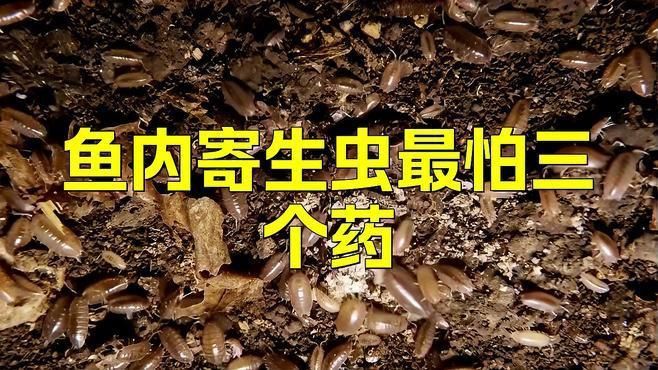 還有哪些藥物可以治療龍魚內寄？