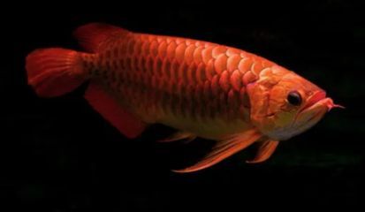 龍魚(yú)有病怎么治療最好呢視頻：龍魚(yú)疾病的文字版最佳治療方法，龍魚(yú)手術(shù)治療的流程介紹