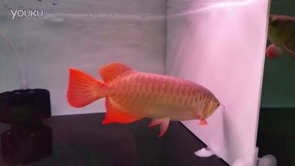 龍魚治療溫度33度是否可行時，需要考慮龍魚的適宜范圍：龍魚治療溫度33度可行嗎？